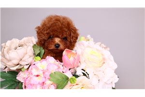 Ciara - puppy for sale