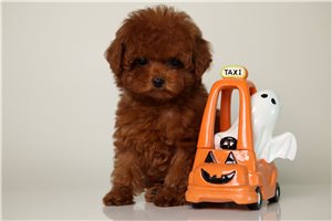 Roxanne - puppy for sale