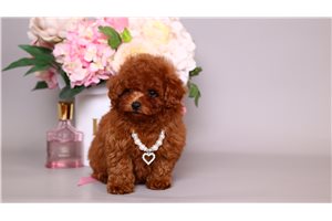 Ciara - Poodle, Toy for sale