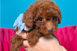 Paddington - Toy Poodle for sale