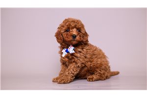 Johnathan - puppy for sale
