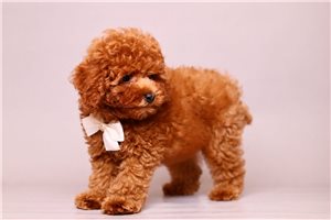 Chieftain - puppy for sale