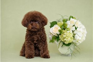 Riley - Poodle, Toy for sale