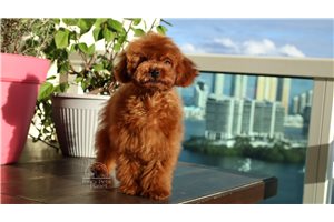 Ethan - Poodle, Toy for sale
