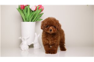 Haven - Poodle, Toy for sale