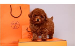 Chaz - Poodle, Toy for sale