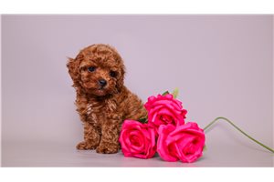Cecille - puppy for sale