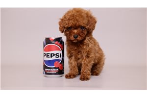 Brooklyn - Poodle, Toy for sale