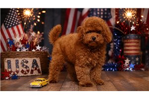 Tycho - Poodle, Toy for sale