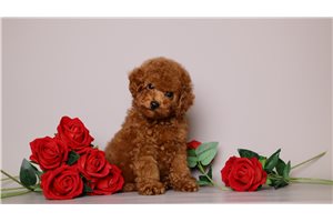 Stacy - Toy Poodle for sale