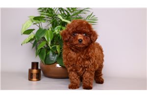 Chester - puppy for sale