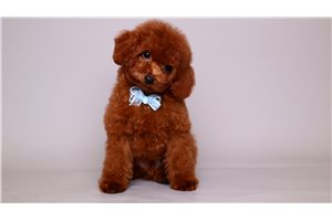 Bene - puppy for sale