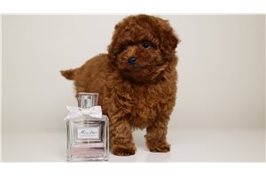 Hannah - puppy for sale