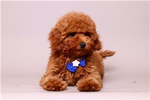 Chip - Poodle, Toy for sale