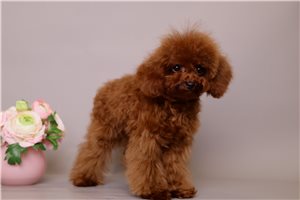 Midge - puppy for sale