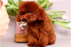 Mila - Poodle, Toy for sale