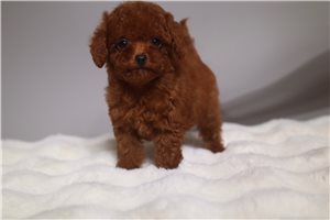 Elmo - puppy for sale