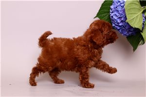 Nano - Poodle, Toy for sale
