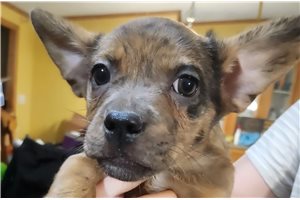 Fiona - puppy for sale