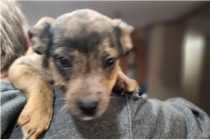 Felix - Mixed/Other for sale