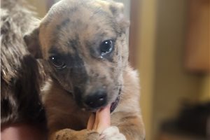 Finley - Mixed/Other for sale