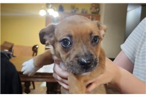Freya - puppy for sale
