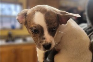 Francisco - puppy for sale