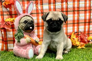 Amina - Pug for sale