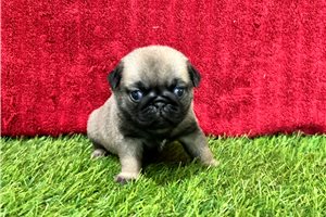 Giselle - Pug for sale