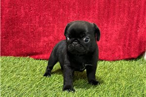 Doodle - Pug for sale