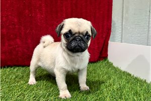Corby - Pug for sale