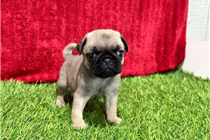 Gizmo - Pug for sale