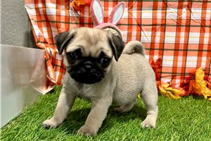 Amor - Pug for sale