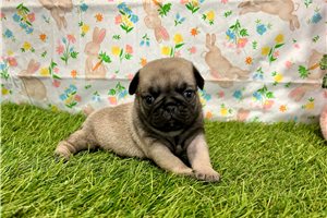 Pansy - puppy for sale