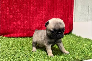 Gladys - Pug for sale