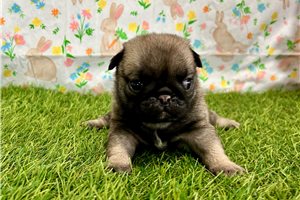 Plum - Pug for sale