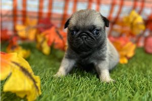 Higgins - Pug for sale