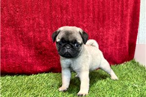 Pandora - Pug for sale