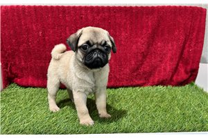 Giselle - Pug for sale