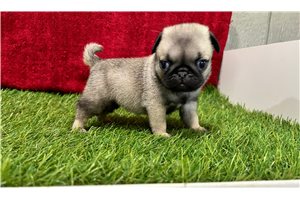 Sierra - Pug for sale
