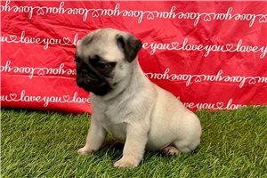 Ophelia - puppy for sale