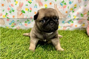 Penelope - Pug for sale