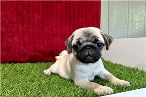 Rhodes - Pug for sale