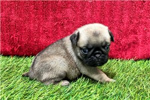 Gizmo - Pug for sale