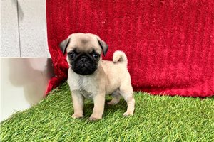 Gizmo - Pug for sale