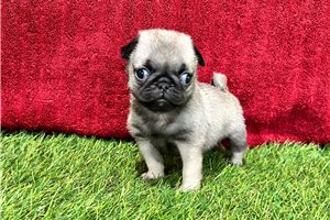 Sabrina - puppy for sale