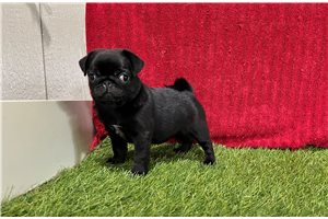 Doodle - Pug for sale