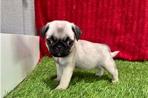 Sabrina - Pug for sale