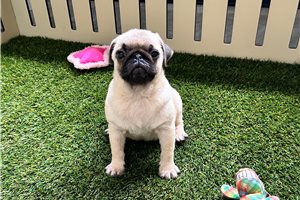 Corby - Pug for sale