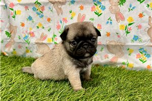 Pixie - Pug for sale